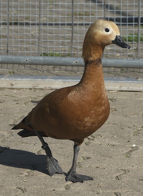 伤病因素和